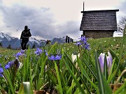 51 Crocus vernus (Crocus) e Scilla bifolia (Scilla silvestre) ai prati della Pigolotta di Valtorta 